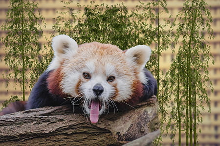 bear on tree trunk thumbnail