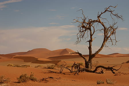 bare tree on desert field thumbnail