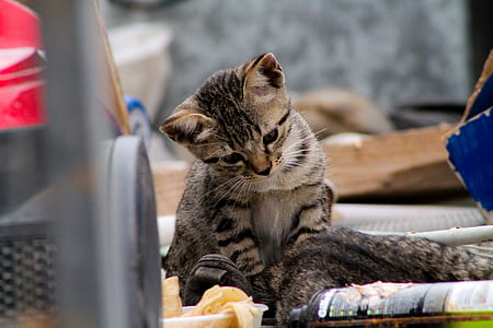 brown tabby kitten facing food in plastic container thumbnail