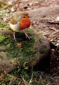 red bird on rock during daytime thumbnail