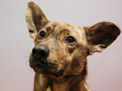 closeup photography of tan dog thumbnail
