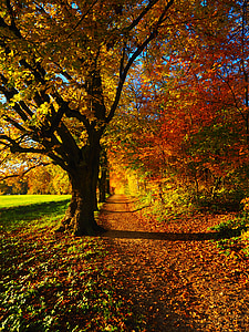 photo of yellow and orange leafed trees thumbnail