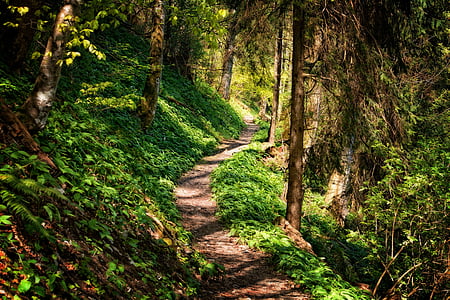 pathway in the middle of forest thumbnail