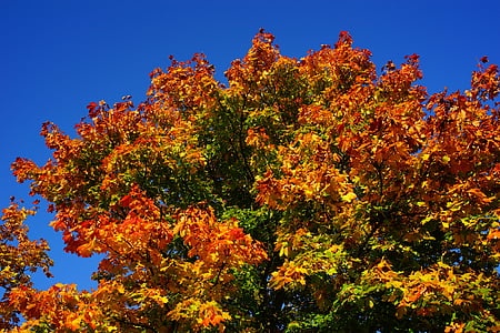 tree, late summer, autumn, leaves, nature, landscape thumbnail