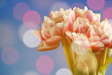 pink flowers thumbnail
