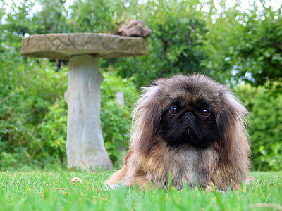 adult pekingese standing on grass field with pedestal table thumbnail