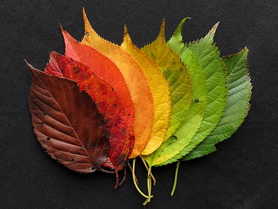 assorted-color leaves thumbnail