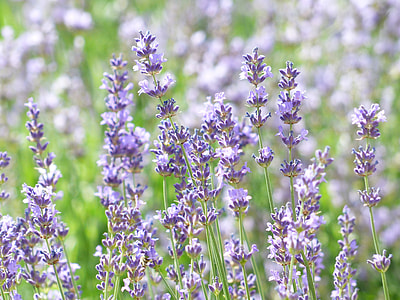 Lavender, Lavender Field thumbnail