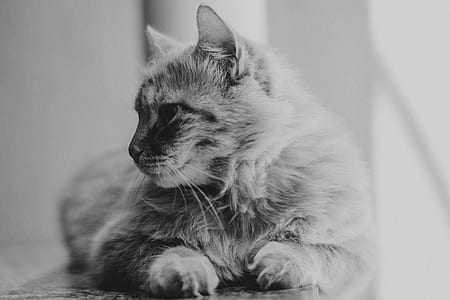 grayscale photography of short-coated cat thumbnail