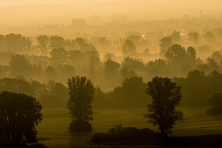 silhouette of leaves trees thumbnail