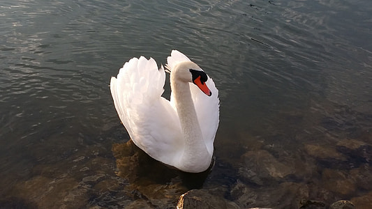 white swan thumbnail