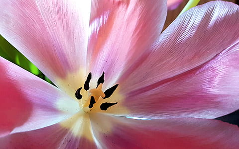 macro photography of pink petaled flower thumbnail