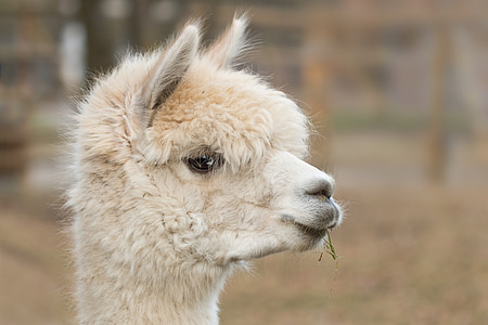 shallow focus photography of llama thumbnail