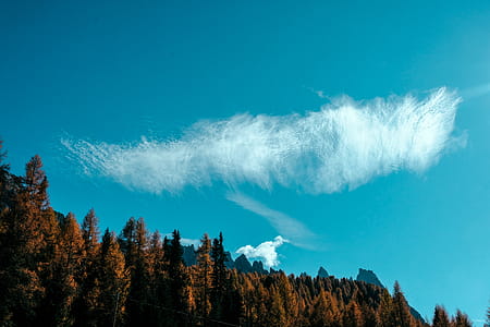 Tall Trees Under Blue Sky thumbnail
