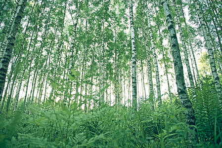 green trees thumbnail