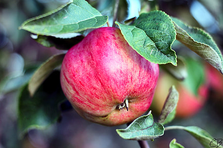 selective photography of ripe apple thumbnail