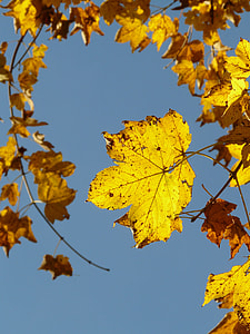 Mountain Maple, Acer Pseudoplatanus thumbnail