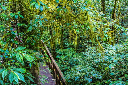 Green Trees thumbnail