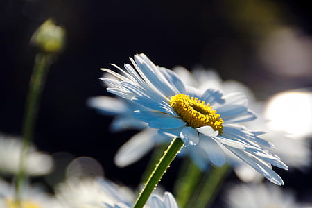 depth photography of white daisies thumbnail