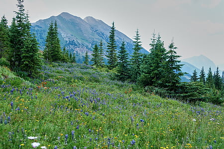 mountain with flowers and trees during daytime thumbnail