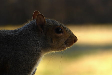 selective focus photography of brown rodent thumbnail