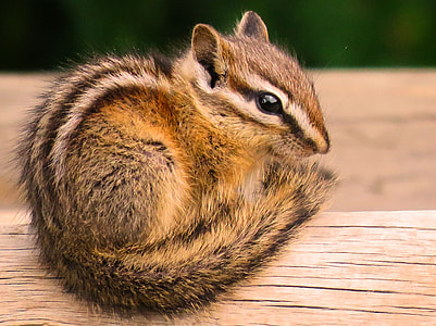 brown squirrel sitting on brown log thumbnail