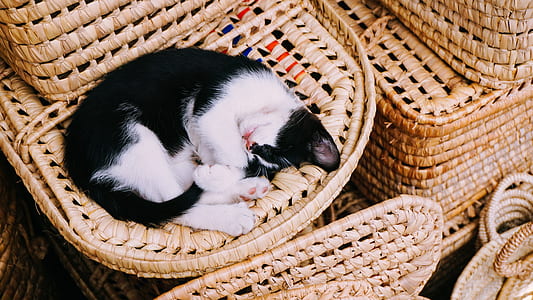 tuxedo cat on brown woven surface thumbnail