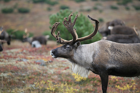 gray moose thumbnail