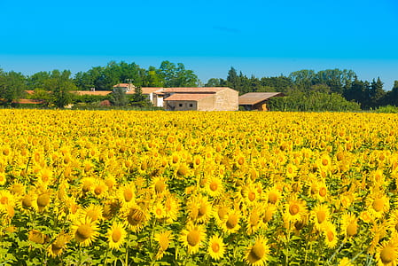 person taking photo of sunflowers thumbnail