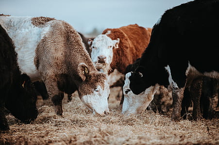 herd of cows thumbnail