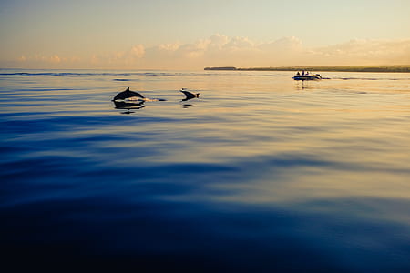 silhouette of dolphin on body of water during daytime thumbnail
