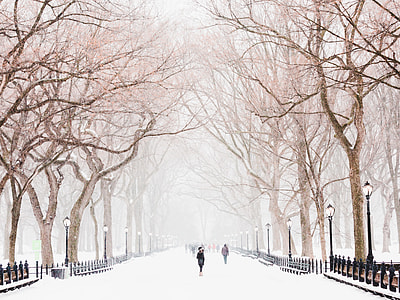 people walking near tree with snow during daytime thumbnail