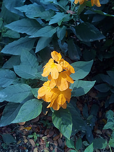 It Leaves Flowers Sagkrni, Flowers thumbnail