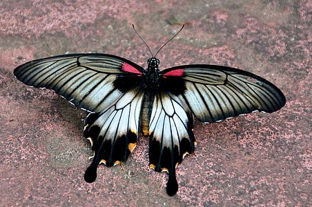 white and black swallowtail butterfly on ground thumbnail