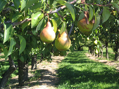 green fruit on trees thumbnail