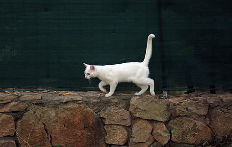 short-fur white cat on focus photo thumbnail