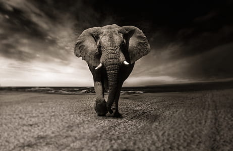 grayscale photo of elephant thumbnail