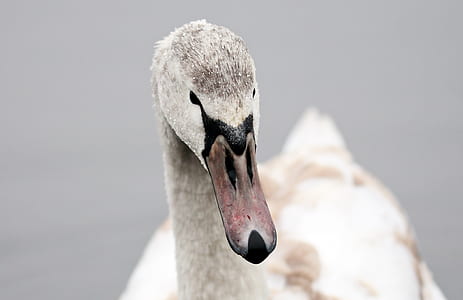 white and gray duck thumbnail
