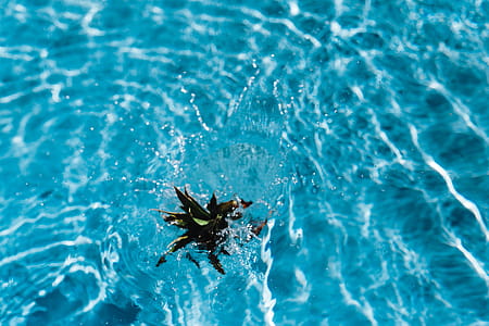 Pineapple in a swimming pool thumbnail