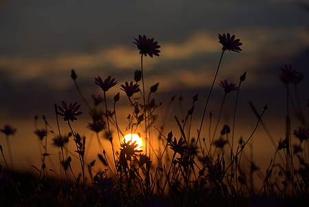 depth of field photo of flowers during golden hour thumbnail