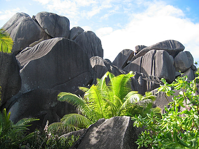 green palm tree thumbnail