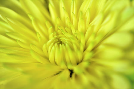 macro lens photography of yellow chrysanthemum flower thumbnail