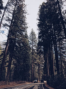 scenery of trees thumbnail