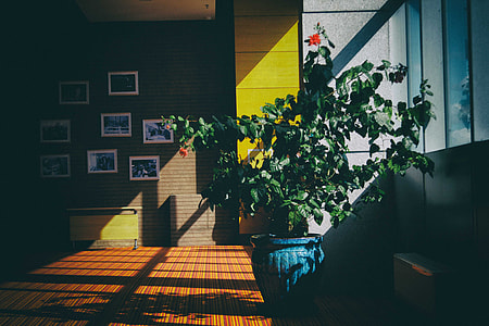 green leaf plant in bloom inside the room thumbnail