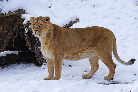 lion standing on snow thumbnail