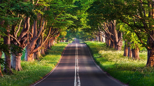 open asphalt road with green trees on side thumbnail
