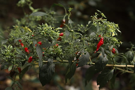 selective focus photography of red flower in bud thumbnail