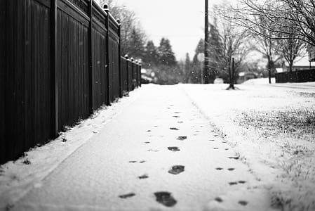 grayscale photo of snow capped pathway near black fence thumbnail