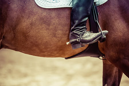 brown horse thumbnail