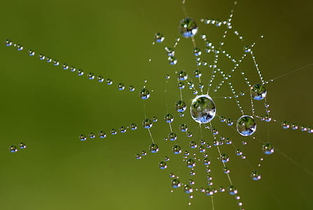 water dew on spider web closeup photography thumbnail